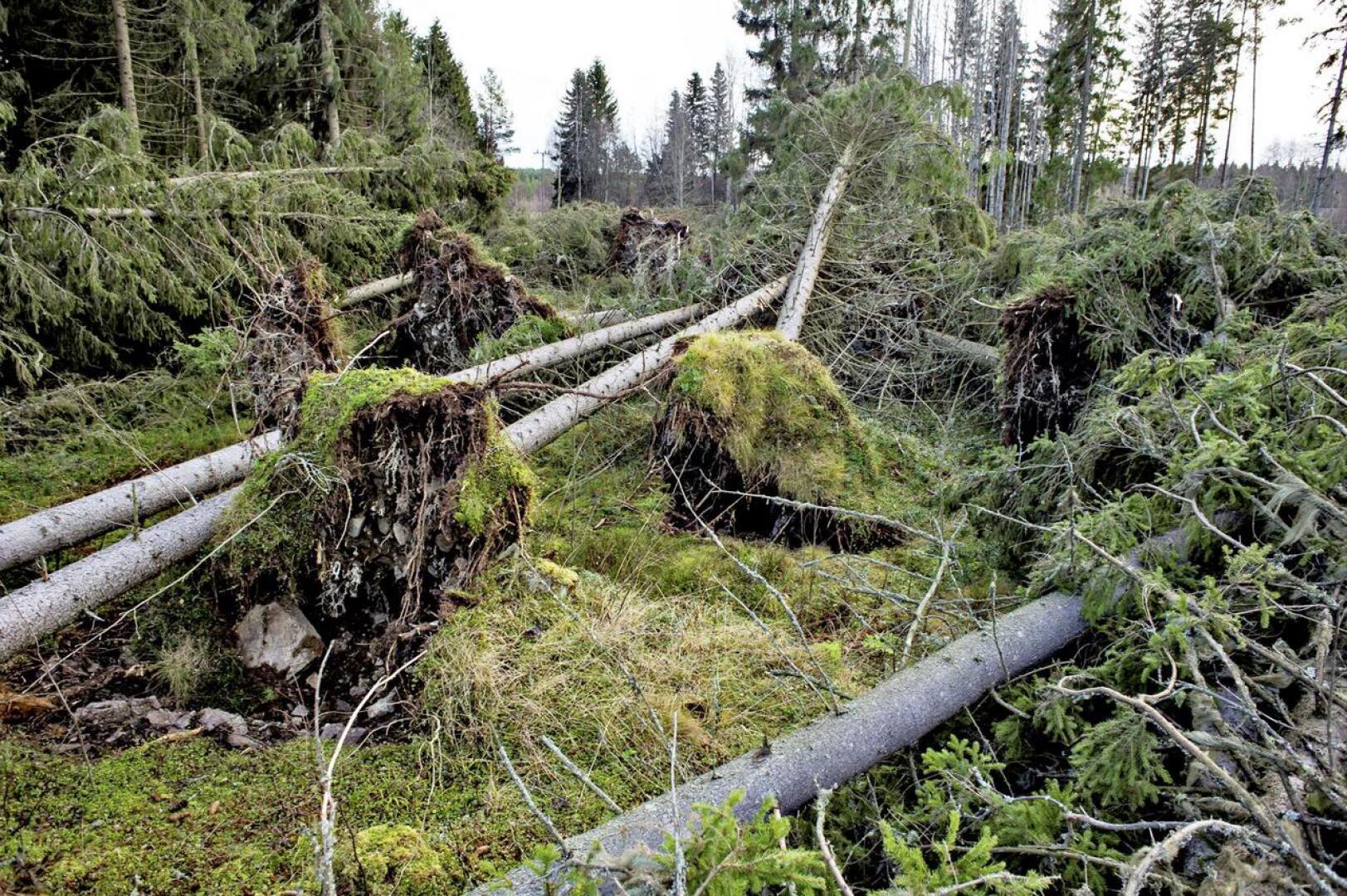 Lauantain myrskyn odotetaan katkovan puita Länsi-Suomessa. Eino-myrskyn tuhoja korjattiin Kälviän Rytikankaalla marraskuussa 2013 