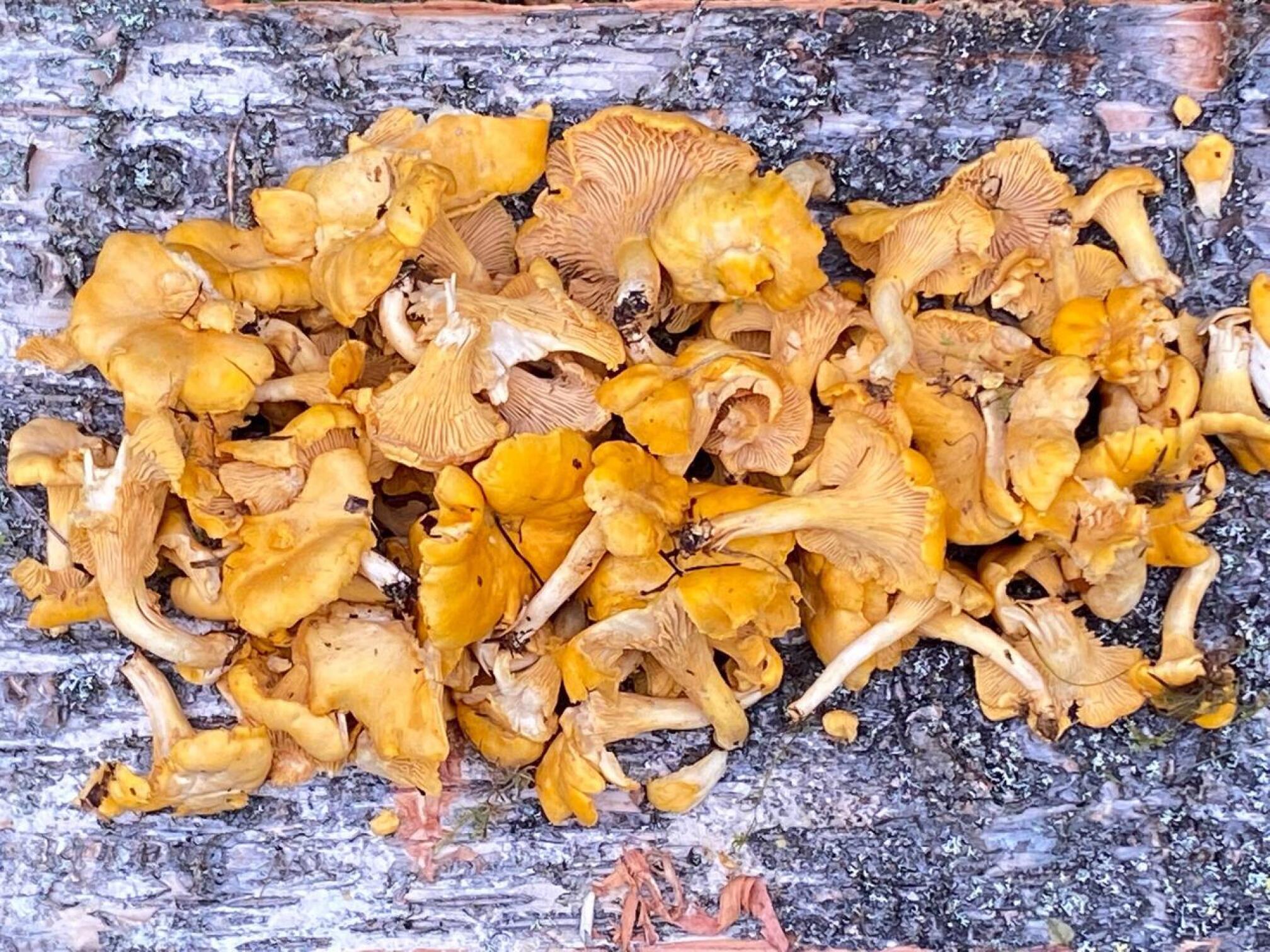 Kokeneen sienestäjän ensimmäiset Kuusamosta löytämät kanttarellit, löytöpaikka muutama kilometri Venäjän rajalta länteen päin.