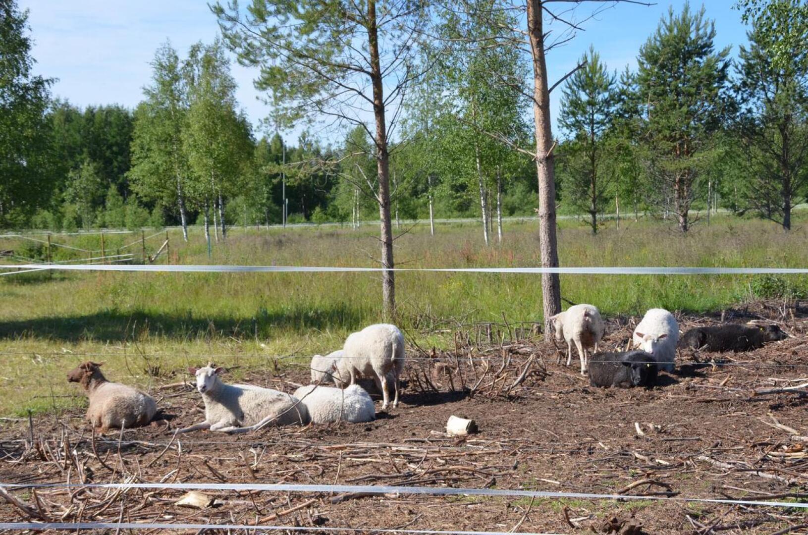 Sievin kunta teki lammastilan kanssa sopimuksen maisemanhoidosta laiduntamalla.